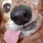 Profile Picture of Sherman the Dachshund (@shermans_tongue) on Instagram