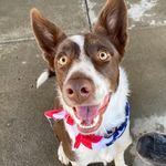Profile Picture of Wayne Jackson (@wayne_the_wiley_collie) on Instagram