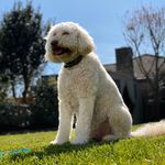 Profile Picture of Sacha Duff (@sachaandsully) on Instagram