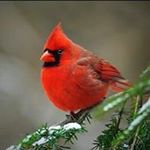 Profile Picture of Patty Roach (@roachpatty) on Instagram