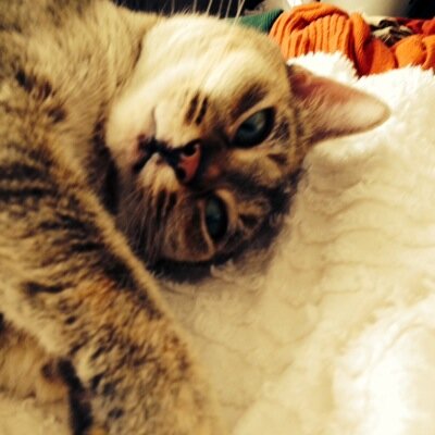 Profile Picture of Helen Fowler (@rennaissance53) on Twitter