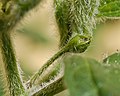 Profile Picture of Trichome - Wikipediaon Wikipedia