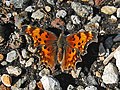 Profile Picture of Hoary commaon Wikipedia