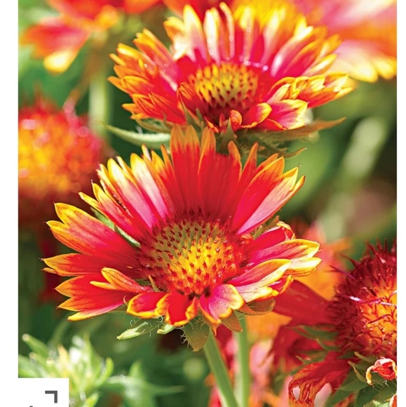 Profile Picture of Karla Philbrick (@philbrick7) on Poshmark