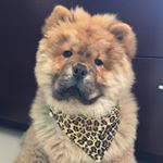 Profile Picture of 🐾 Beza the Chow Chow 🐾 (@beza.chow.chow) on Instagram