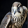 Profile Picture of khalid issa (@benelli2010) on Flickr