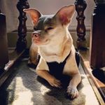 Michael Bedette - Instagram Profile Picture of Michael Bedette (@michaelbedette) on Instagram