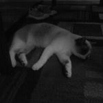 Profile Picture of Amos lee Grable (@amos__kitty) on Instagram