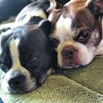 Profile Picture of Alicia (@ilovebostonterriers) on Instagram