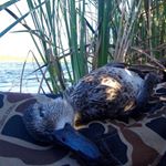 Chris Kneipp - Instagram Profile Picture of Chris Kneipp (@poormanshuntclub) on Instagram