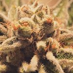 Profile Picture of Thomas Ingham (@thomas_ingham_new) on Instagram