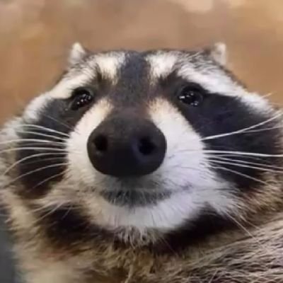 Profile Picture of A Racoon (@CalebAutry8) on Twitter