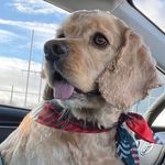Profile Picture of Scott Mcinnis (@mcinnisscott) on Instagram