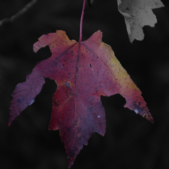 Profile Picture of Zane Feyler (@expectedtoast) on Poshmark