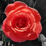 Profile Picture of Godfrey Daniel (@xoxo_dylan_) on Instagram