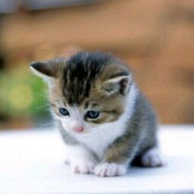 Marsha Bowen - Twitter Profile Picture of Marsha Bowen (@borneoyPxTB) on Twitter