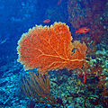 Profile Picture of Subergorgiaon Wikipedia