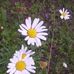 Profile Picture of Hazel Laughlin (@hazel.laughlin.334) on Facebook