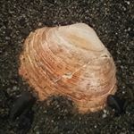 Profile Picture of Alison Weekes (@alison_weekes) on Instagram