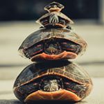 Profile Picture of Jason Trumble (@jasontrumble) on Instagram