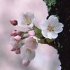 Profile Picture of Anhnguyet Nguyen (@@anhnguyetnguyen373) on Tiktok