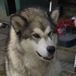 Profile Picture of Daniel (@daniel_sinclaird) on Instagram