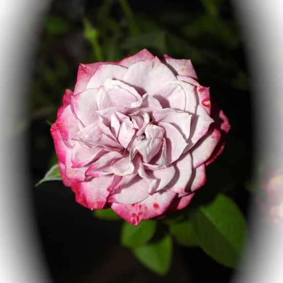 Profile Picture of Inez Phillips (@nezzie62) on Poshmark