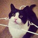 Profile Picture of Jorel Lee-yong (@jorellee) on Instagram