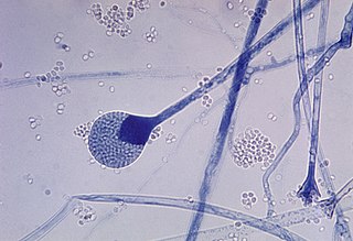 Profile Picture of Mucoromycotinaon Wikipedia