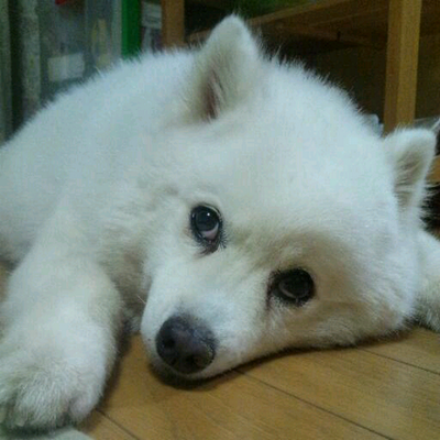 Profile Picture of ナナと三毛猫 (@mike29seto) on Twitter