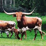 Profile Picture of Cooper Coleman (@coopdog158) on Instagram