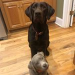 Profile Picture of Randy McGlauchlen (@randymcglauchlen) on Instagram