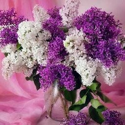 Profile Picture of Gillian Royce-dexter (@gillyrd) on Twitter