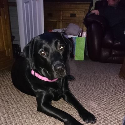 Profile Picture of Daisy The Black Lab (@juliepike73) on Twitter