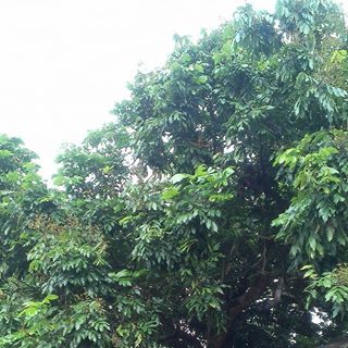 Profile Picture of Chi Chang Huang (@Chi-Chang-Huang) on Facebook