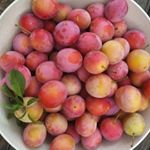 Profile Picture of Pamela Mayer (@pams_slow_jams) on Instagram