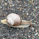 Profile Picture of Andrada Paliwoda (@imping69) on Instagram