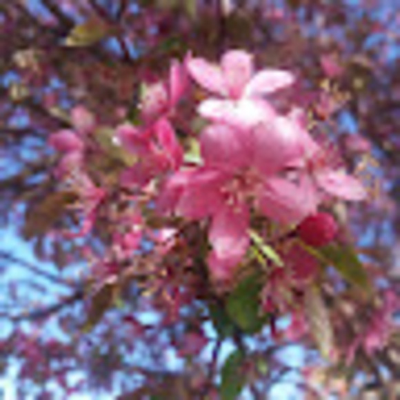 Profile Picture of Brianna Dorney (@pandabear139) on Poshmark