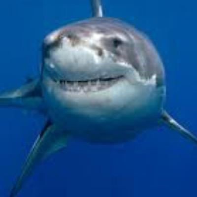 Profile Picture of Katharine The Shark (@@Linsey_Dawn) on Twitter
