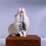 Profile Picture of April Campbell (@aprilsanimals) on Instagram