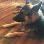 Profile Picture of Donna Yater Pyles (@lcgermanshepherd) on Instagram