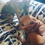 Profile Picture of chiniitoo.. (@hector.ayala.9277583) on Instagram