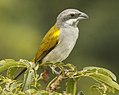 Profile Picture of Yellow-shouldered grosbeakon Wikipedia