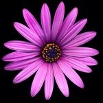 Profile Picture of Ursula Patterson (@ursaka) on Instagram