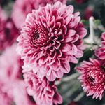 Profile Picture of Tori Johnson (@__4evertori) on Instagram