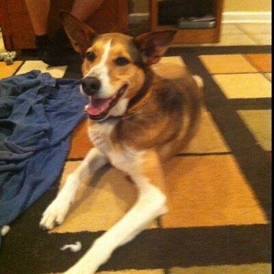 Profile Picture of Matt Lovato (@gadsdendoc) on Twitter