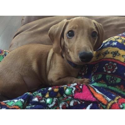 Scott Giboney - Twitter Profile Picture of Scott Giboney (@GiboneyScott) on Twitter