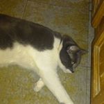 Profile Picture of Alex Howland (@alexhowland1001) on Instagram