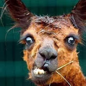 Profile Picture of Lisa Coyle (@lisacoyle333) on Youtube