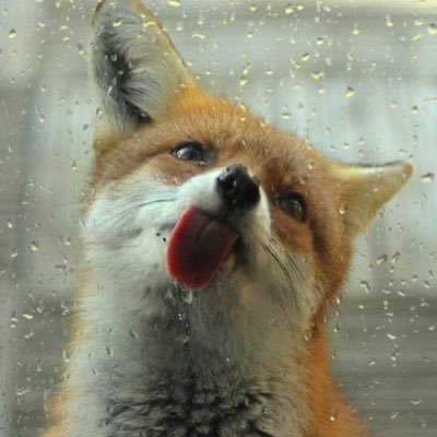Profile Picture of Kolyllil (@lilly_lok) on Twitter